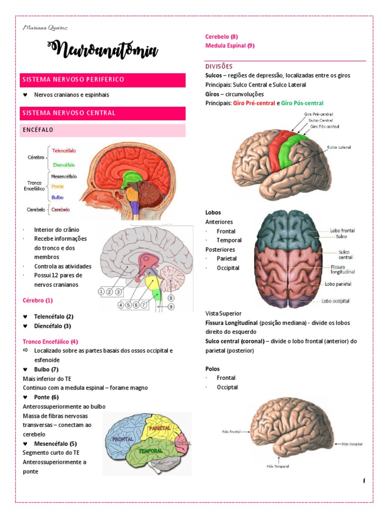 Anatomia e Funções do Telencéfalo | PDF | Órgão (anatomia) | Neuroanatomia, image size:768x1024