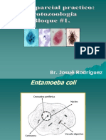 01-01 - Primer Parcial Practico. Protozoologia. Parte I.