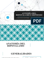 Antomía Del Hipotálamo e Hipófisis