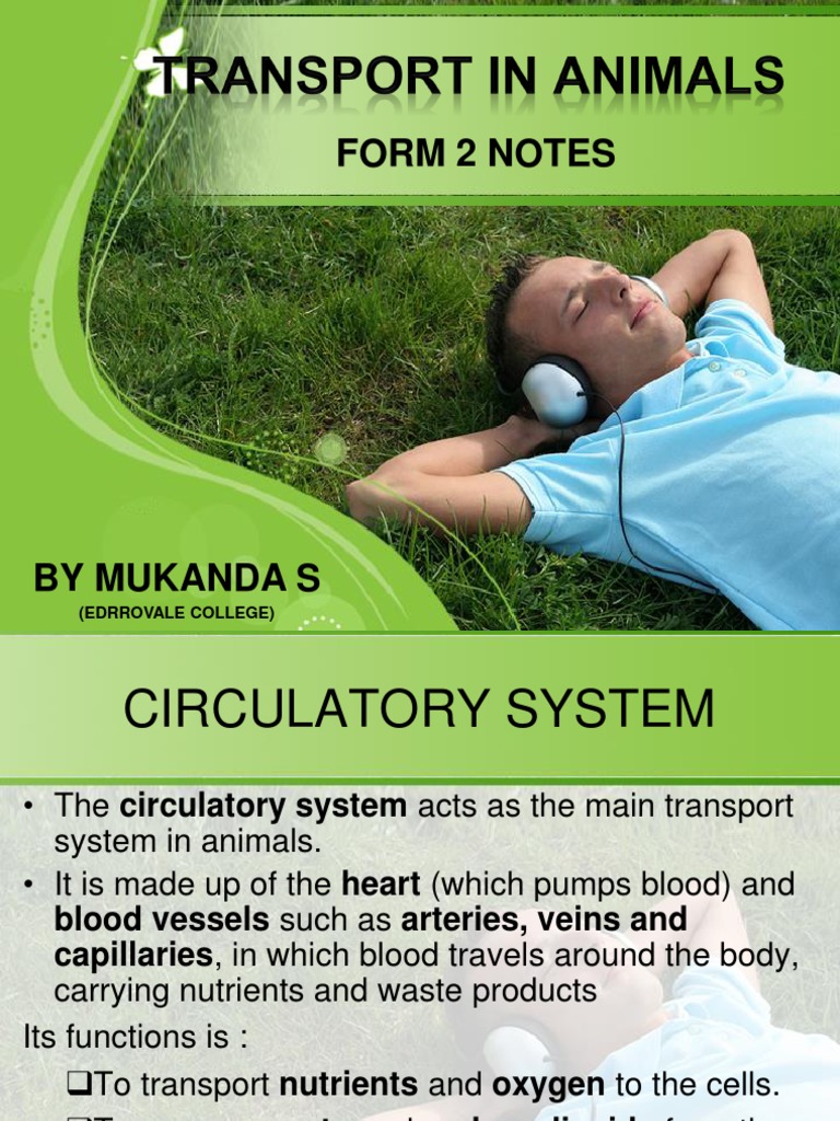 Transport in Animals | PDF | Heart | Artery
