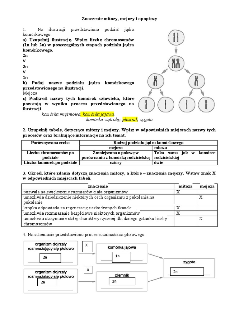 Znaczenie Mitozy Karta Pracy PDF