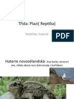 Poznávačka Plazi I.