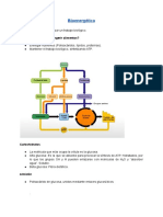 Bioenergética