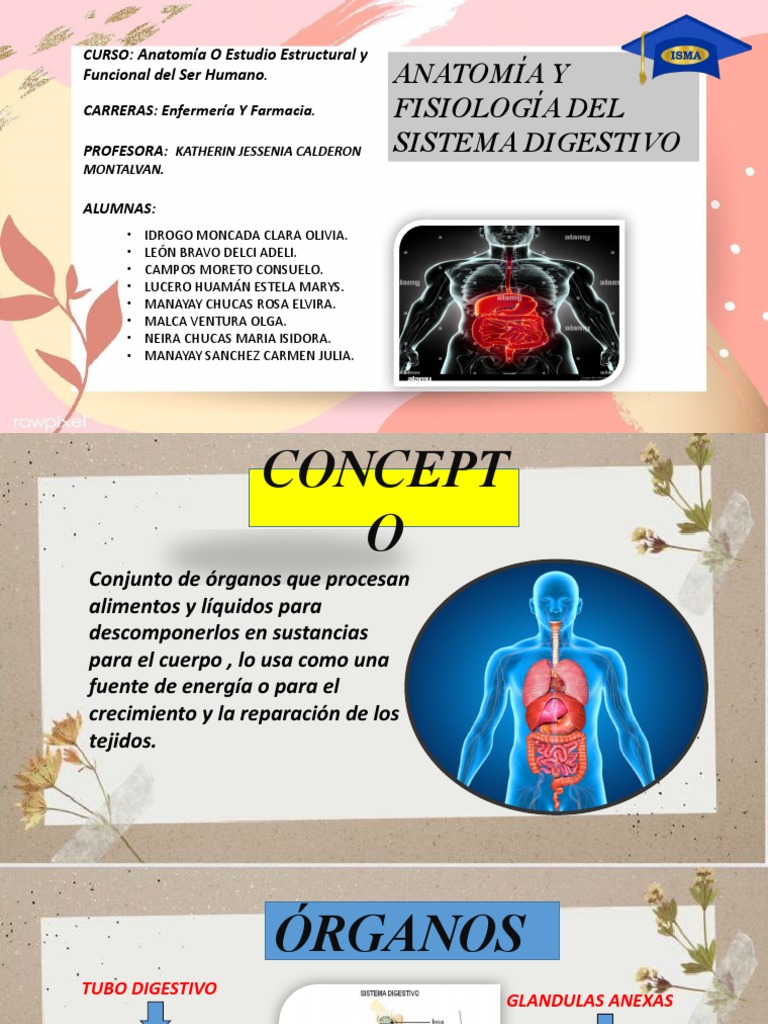 Anatomia Y Fisiologia Del Sistema Digestivo Pdf Digestión Sistema