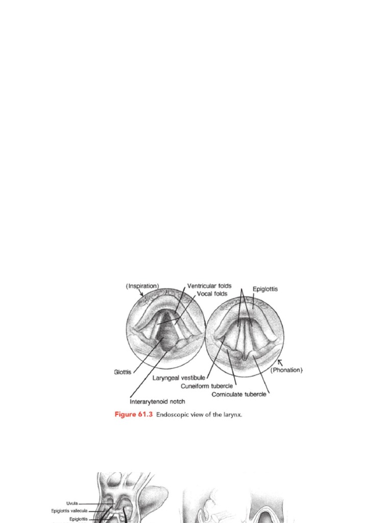 Gambar Laring | PDF | Larynx | Human Anatomy