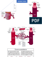 Semana 4 Vasos Sanguineos