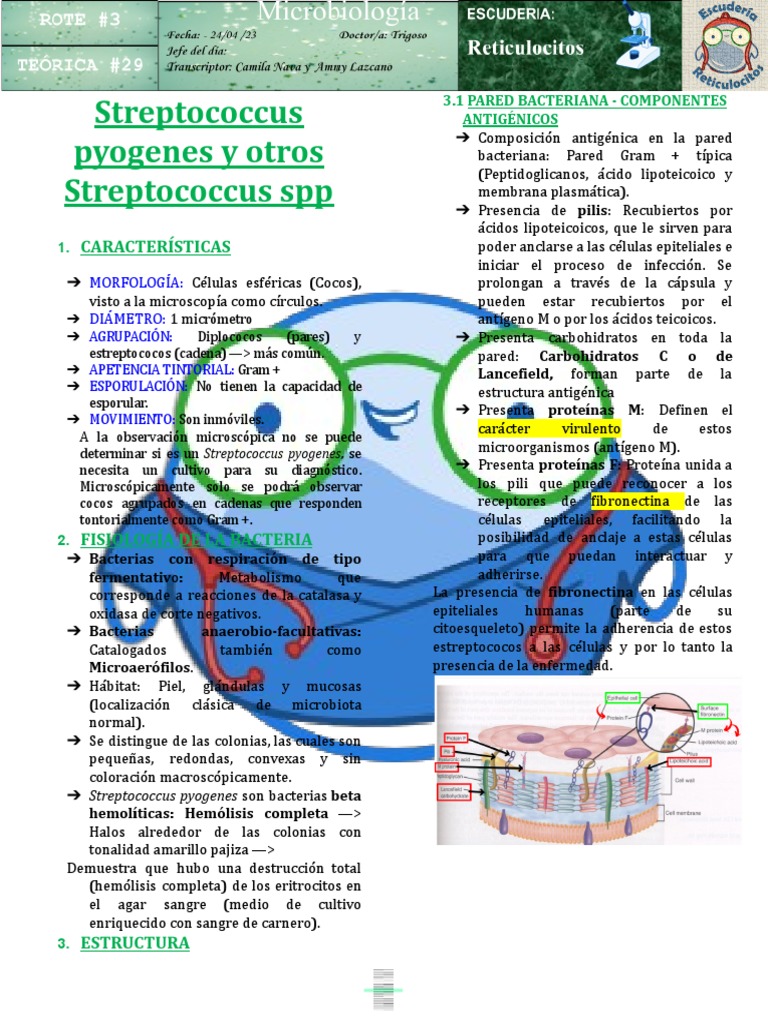 Características de Streptococcus pyogenes | PDF | Estreptococo ...