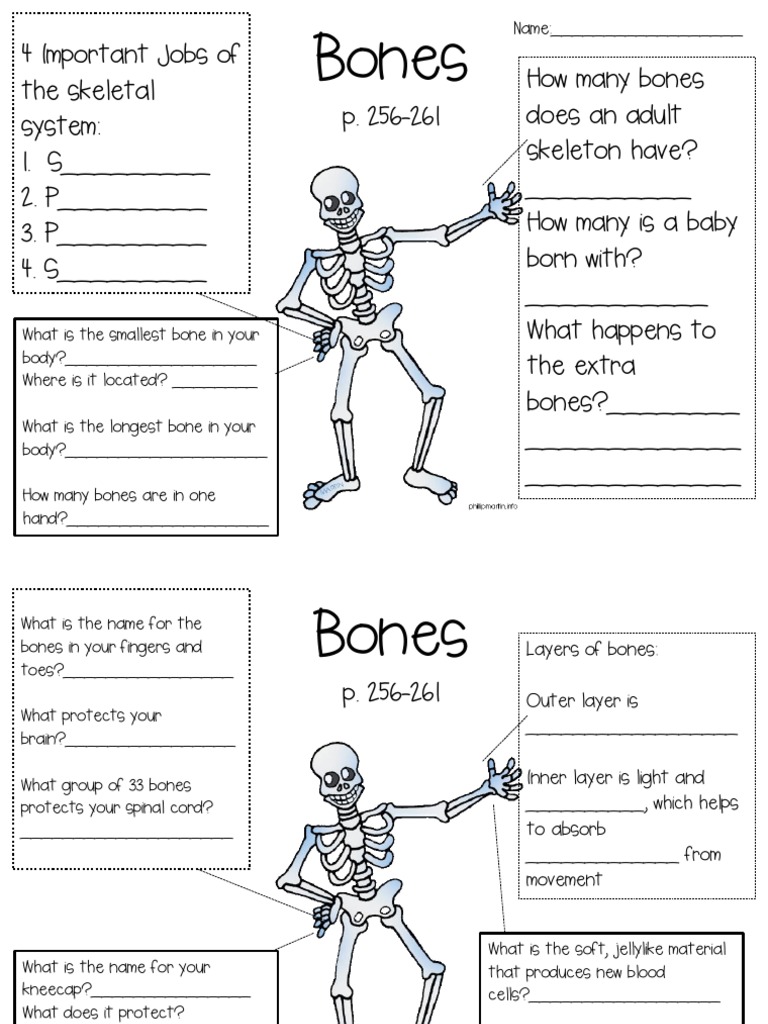 Skeletal System Questions | PDF | Career & Growth | Wellness