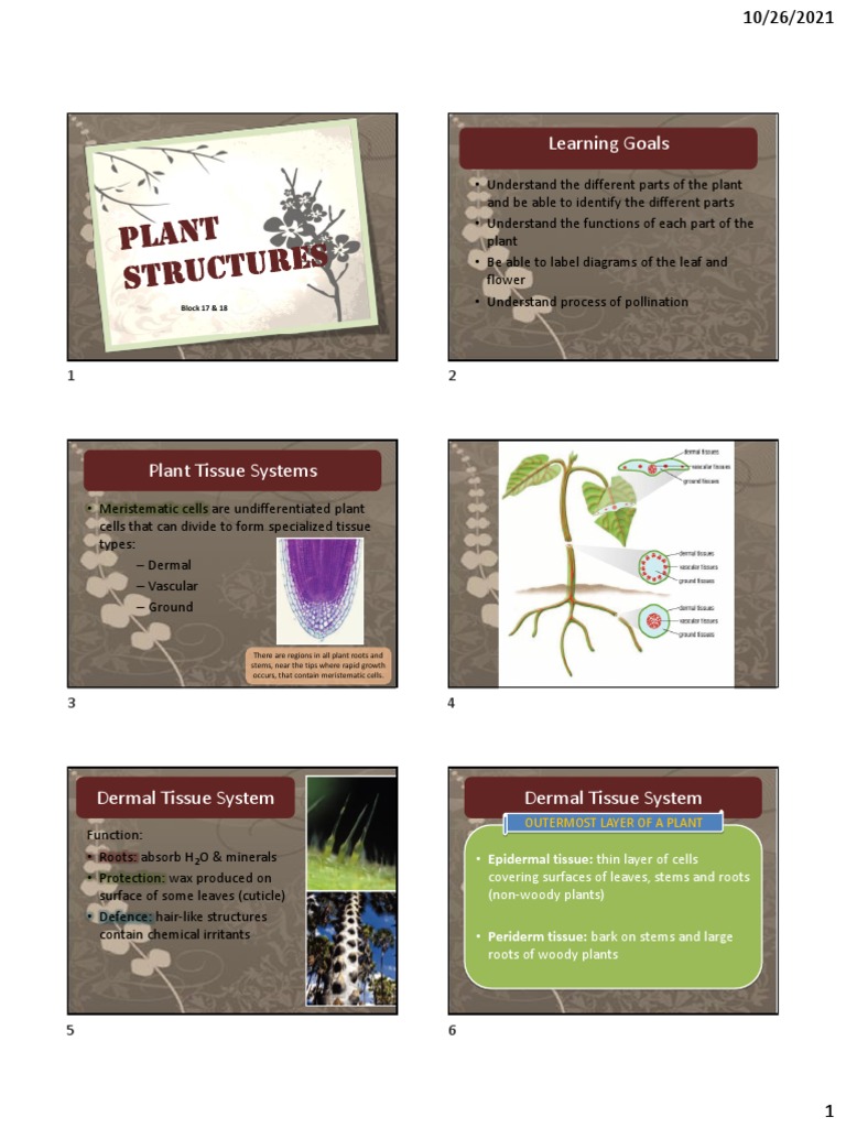 Plant Structures Growth PDF Plant Stem Leaf