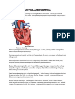 Anatomi Jantung Manusia