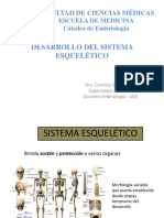 Desarrollo Del Sistema Esquelético