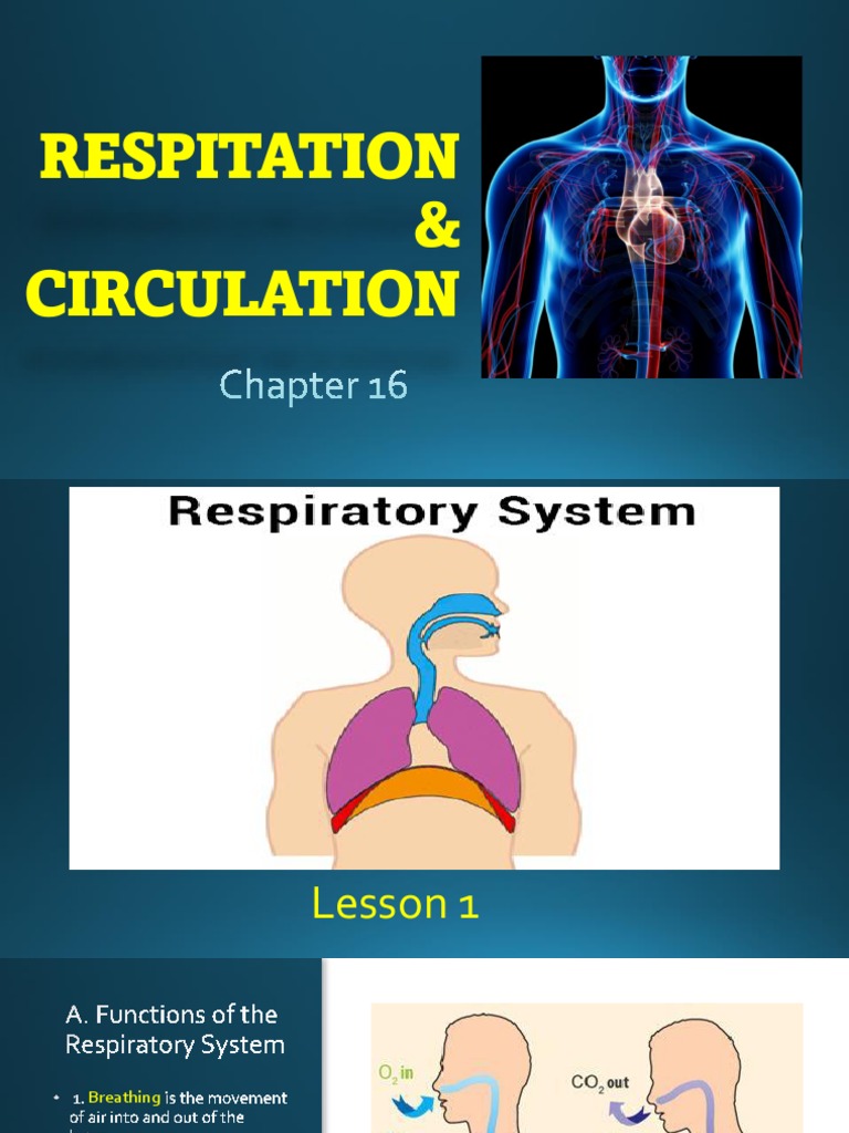 Respiration and Circulation Chapter 16 3rd term 2023 week1 PDF