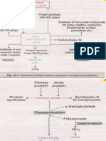 Amino Acid Metabolism 2