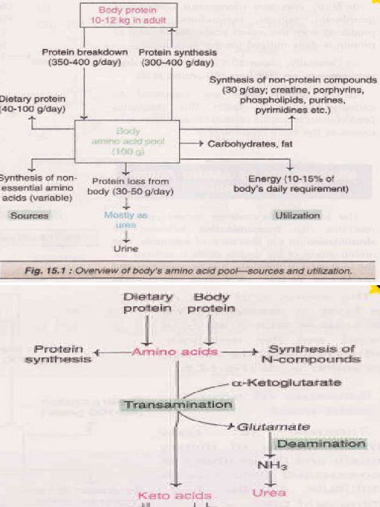 Amino Acid Metabolism 2 PDF Transaminase Alanine Transaminase