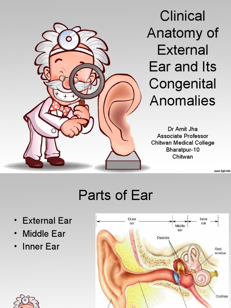 Embryology And Anomalies Of The External Ear – WWER
