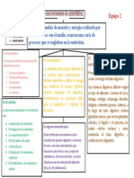 Los Procesos Digestivos Corregido