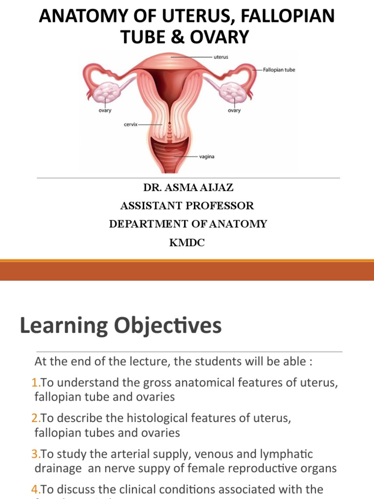 Anatomy and Blood Supply of Uterus & Tubes | PDF | Uterus | Ovary
