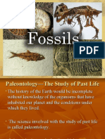 Q1C3L3 Fossils