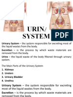 The Human URINARY SYSTEM
