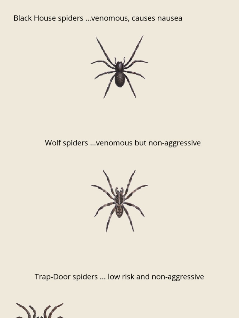 Black House Spiders Venomous, Causes Nausea PDF