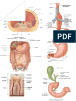 UNIDAD 8. Sistema Digestivo. Quirón_compressed.pdf (1)