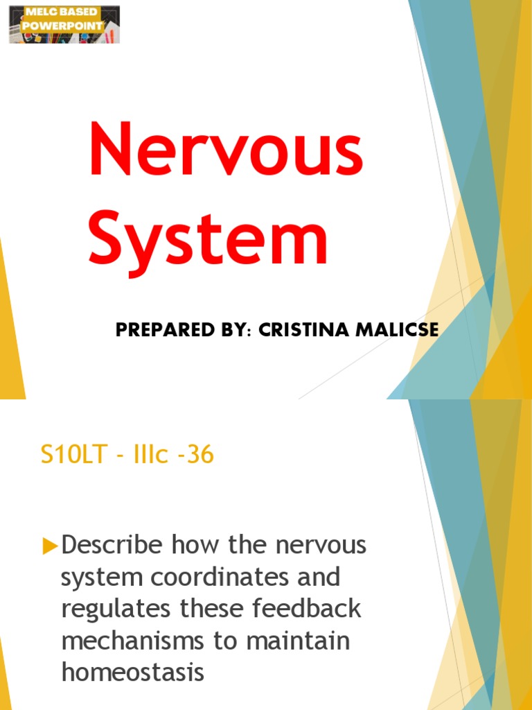Overview of Nervous System Functions | PDF | Nervous System | Motor Neuron