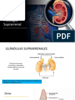 Fisiología Suprarrenal