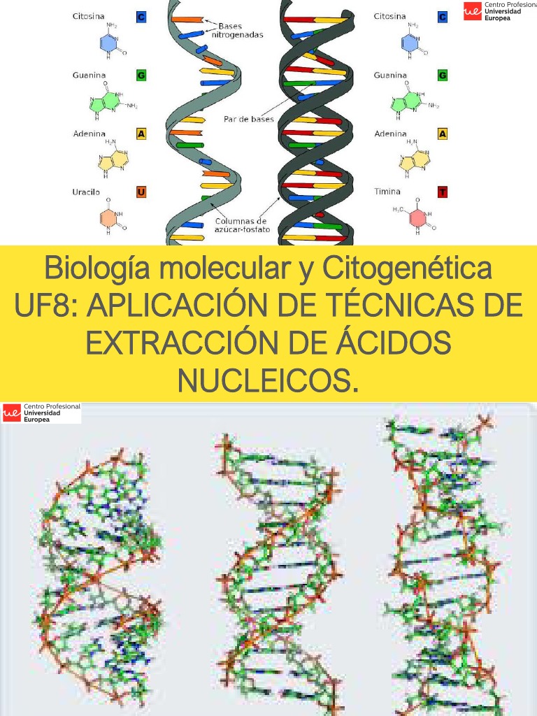 BMCG UF8 Aplicación de técnicas de extracción de ácidos nucleicos | PDF ...