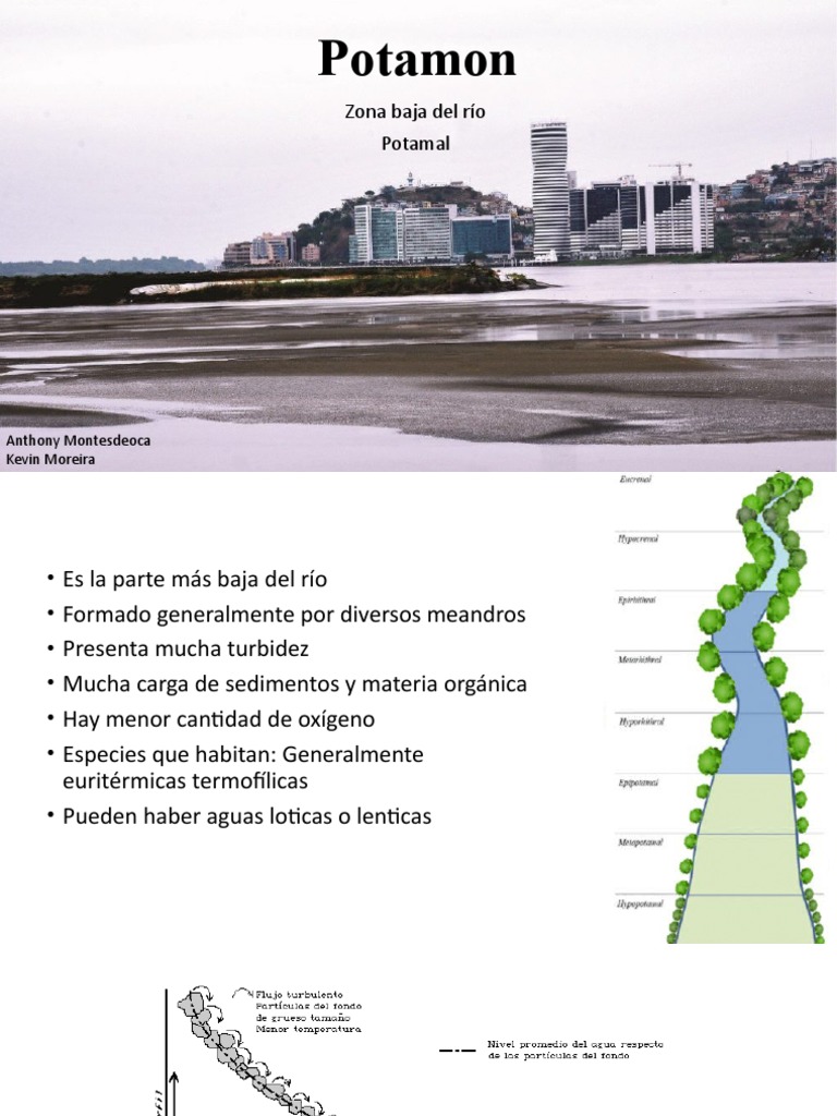 Características del Potamon en Ríos | PDF