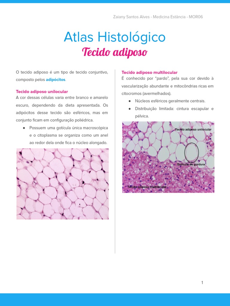 Atlas de Histologia - Tecido Adiposo, TCPD, Vasos Sanguíneos, Tecido ...