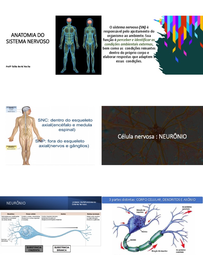 Slides SISTEMA NERVOSO | PDF