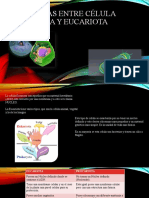 Diferencias Entre Célula Procariota y Eucariota