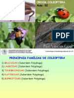 2023 Famlias Coleoptera 02