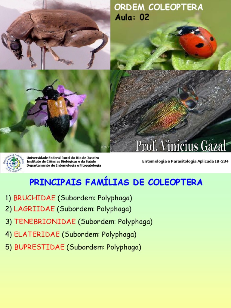 principais-fam-lias-de-coleoptera-pdf-artr-podes-insetos-e-seres