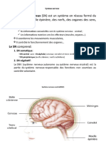 Système Nerveux PP