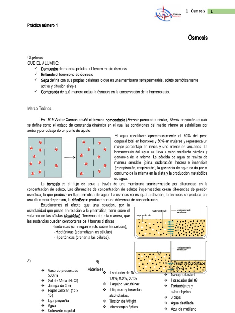 Manual De Practicas Fisiología 2014 2015 Pdf Unión Neuromuscular