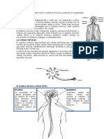 CIENCIA Y T-Leen Información Del Libro Sobre El Sistema Nervioso y Elaboran Un Organizador Visual