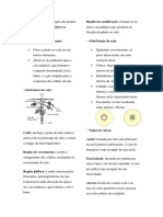 Biologia - Raiz J Caule e Folha