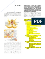 Patologia Tumoral de Vulva y Perine