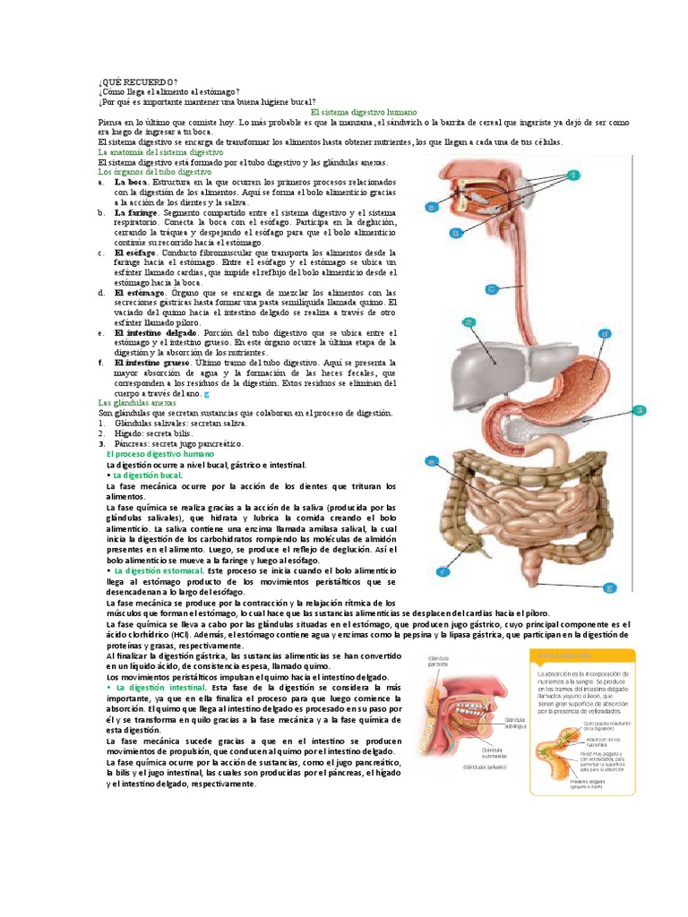 El Sistema Digestivo Humano Pdf