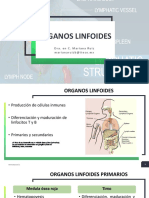 1.3 Organos Linfoides