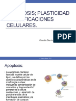 Apoptosis Fisiología Animal 2023 Nutrición Fisiología