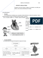 Ficha Sistema Circulatorio