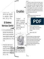 Cuadro Sinoptico Sistema Nervioso