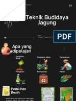 TPTP 2. Teknik Budidaya Jagung