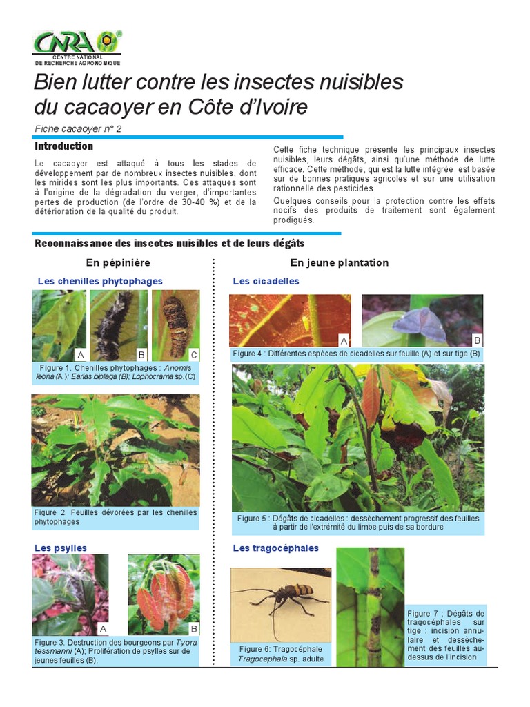 Cameroun : L'huile de neem lutte contre les insectes ravageurs