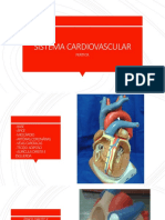 Sistema Cardiovascular