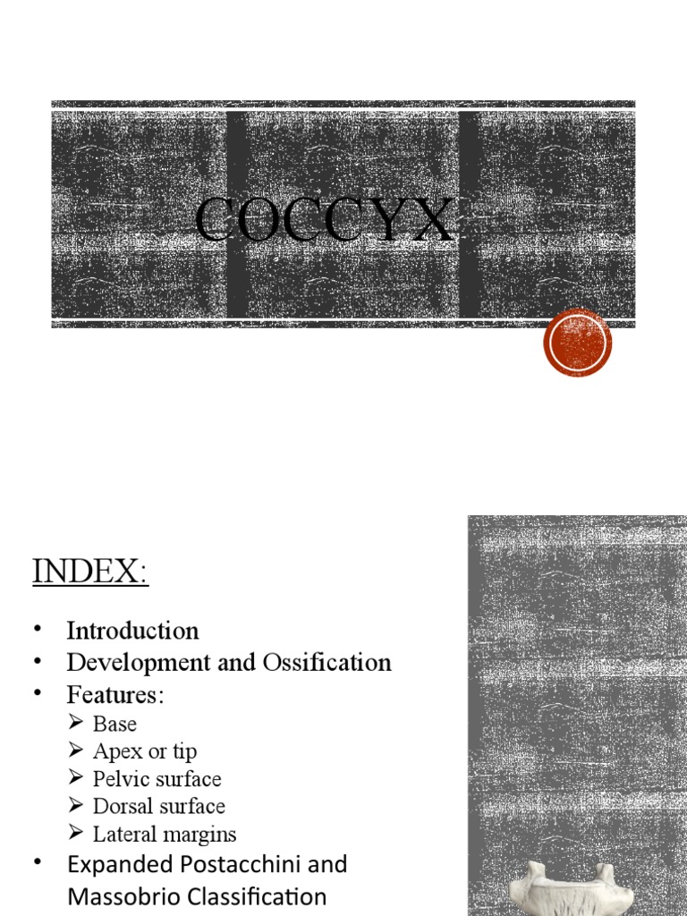 Coccyx | PDF