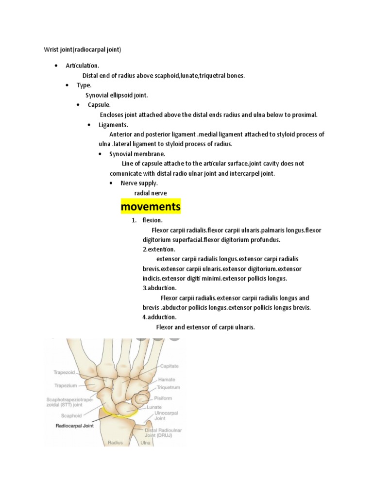 0 Wrist Joint Anatomy | Download Free PDF | Thumb | Anatomical Terms Of