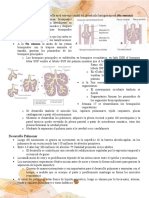 Síndrome de Dificultad Respiratoria